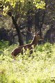 013_red_deer