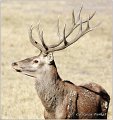 014_red_deer