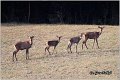 017_red_deer