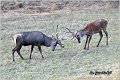 018_red_deer