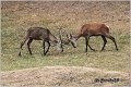 021_red_deer