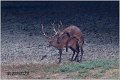 022_red_deer