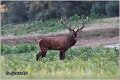 024_red_deer