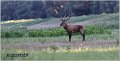 026_red_deer