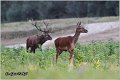 028_red_deer