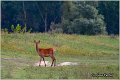 030_red_deer