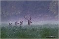 031_red_deer