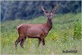 033_red_deer