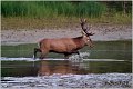 036_red_deer