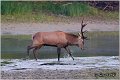 037_red_deer