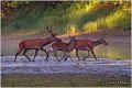 040_red_deer