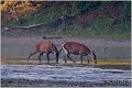 041_red_deer