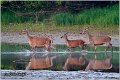 042_red_deer