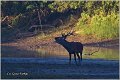 044_red_deer