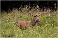 048_red_deer