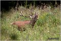 050_red_deer