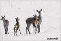 053_red_deer