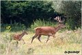 057_red_deer