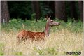 059_red_deer