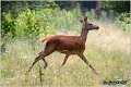 060_red_deer