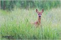 152_roe_deer