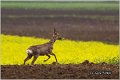 153_roe_deer