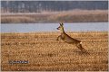 155_roe_deer