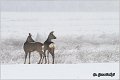 157_roe_deer