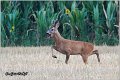 158_roe_deer