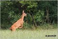 159_roe_deer