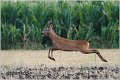 161_roe_deer