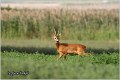 162_roe_deer