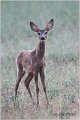 163_roe_deer