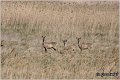 164_roe_deer