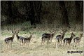 200_fallow_deer