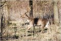 202_fallow_deer