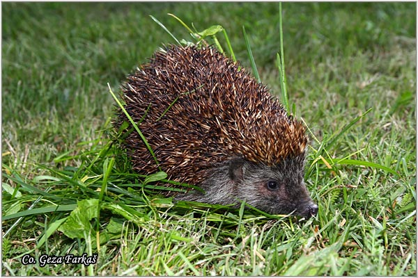 10_southern_hedgehog.jpg - Southern White-breasted Hedgehog, Erinaceus concolor, Je,  Mesto - Location: Novi Sad, Serbia