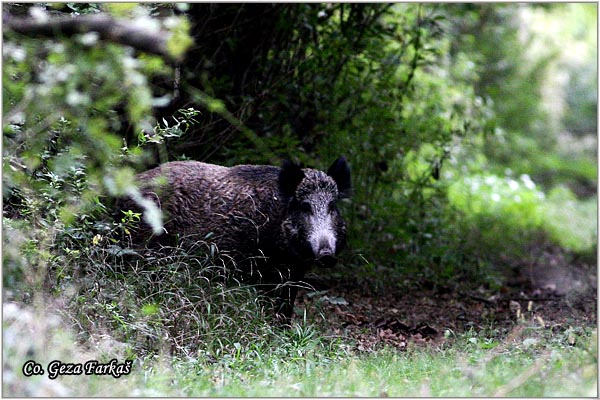 01_wild_boar.jpg - Wild boar, Sus scrofa, Divlja svinja, Location: Gornje podunavlje, Serbia
