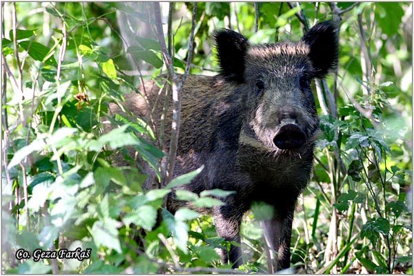 02_wild_boar.jpg - Wild boar, Sus scrofa, Divlja svinja, Location: Gornje podunavlje, Serbia