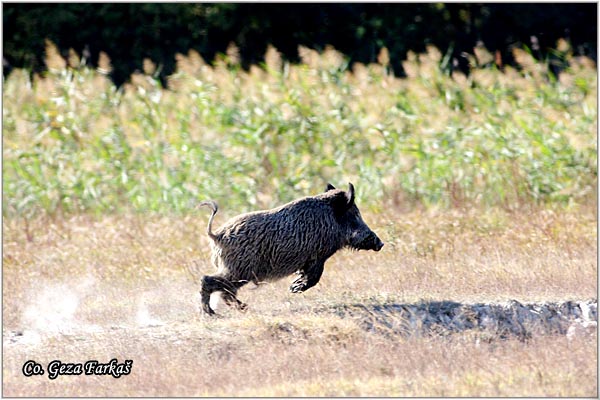 03_wild_boar.jpg - Wild boar, Sus scrofa, Divlja svinja, Location: Gornje podunavlje, Serbia