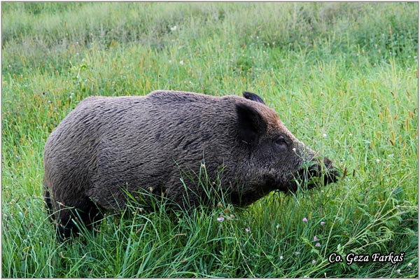 04_wild_boar.jpg - Wild boar, Sus scrofa, Divlja svinja, Location: Gornje podunavlje, Serbia