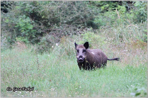 05_wild_boar.jpg - Wild boar, Sus scrofa, Divlja svinja, Location: Gornje podunavlje, Serbia