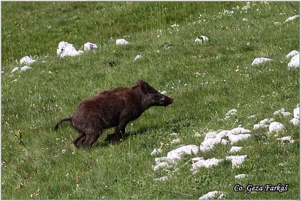 10_wild_boar.jpg - Wild boar, Sus scrofa, Divlja svinja, Location: Zelengora, Bosnia and Herzegovina