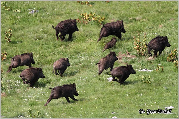 11_wild_boar.jpg - Wild boar, Sus scrofa, Divlja svinja, Location: Zelengora, Bosnia and Herzegovina