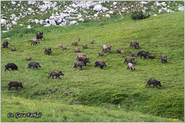 12_wild_boar.jpg - Wild boar, Sus scrofa, Divlja svinja, Location: Zelengora, Bosnia and Herzegovina