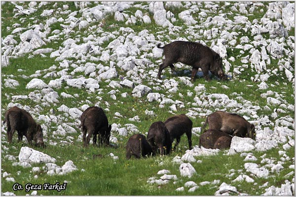13_wild_boar.jpg - Wild boar, Sus scrofa, Divlja svinja, Location: Zelengora, Bosnia and Herzegovina