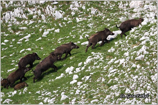14_wild_boar.jpg - Wild boar, Sus scrofa, Divlja svinja, Location: Zelengora, Bosnia and Herzegovina