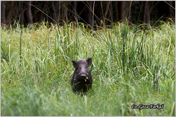 15_wild_boar.jpg - Wild boar, Sus scrofa, Divlja svinja, Location: Gornje podunavlje, Serbia