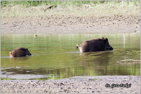 19_wild_boar.jpg - Wild boar, Sus scrofa, Divlja svinja, Location: Gornje podunavlje, Serbia