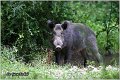 07_wild_boar